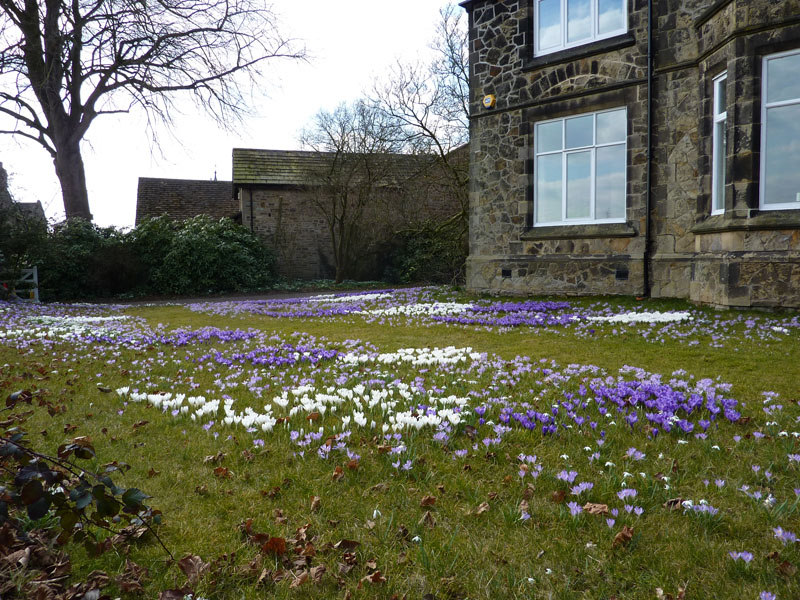 Crocus at the rectory
